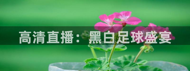 高清直播：黑白足球盛宴