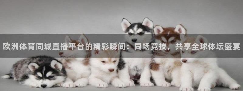 欧洲体育同城直播平台的精彩瞬间：同场竞技，共享全球体坛盛宴